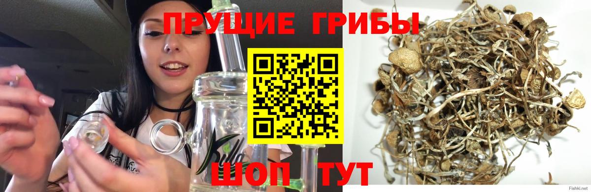 Галлюциногенные грибы GOLDEN TEACHER Вичуга